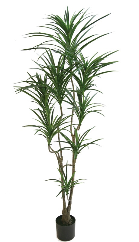 �ե��������꡼�󡡥��󥷥��1900�ڥɥ饻�ʡ����󥷥ʡ��͹���ʪ��¤�֡�