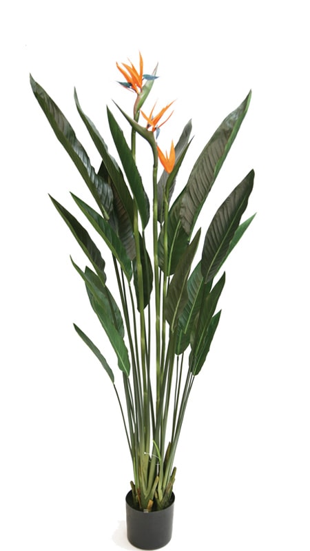 ե꡼󡡥ȥ1600ڥȥ˳Ļ֡͹ʪ¤֡