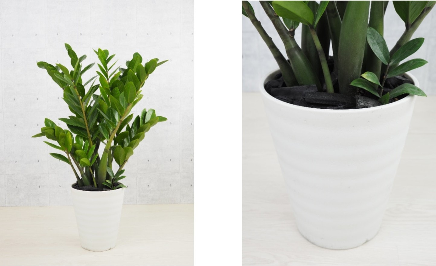 ゼ Plant ザミオクルカス・ザミフォリア 80cm (ザミオクルカス ゼ Plant ザミオクルカス・ザミフォリア 80cm (ザミオクルカス