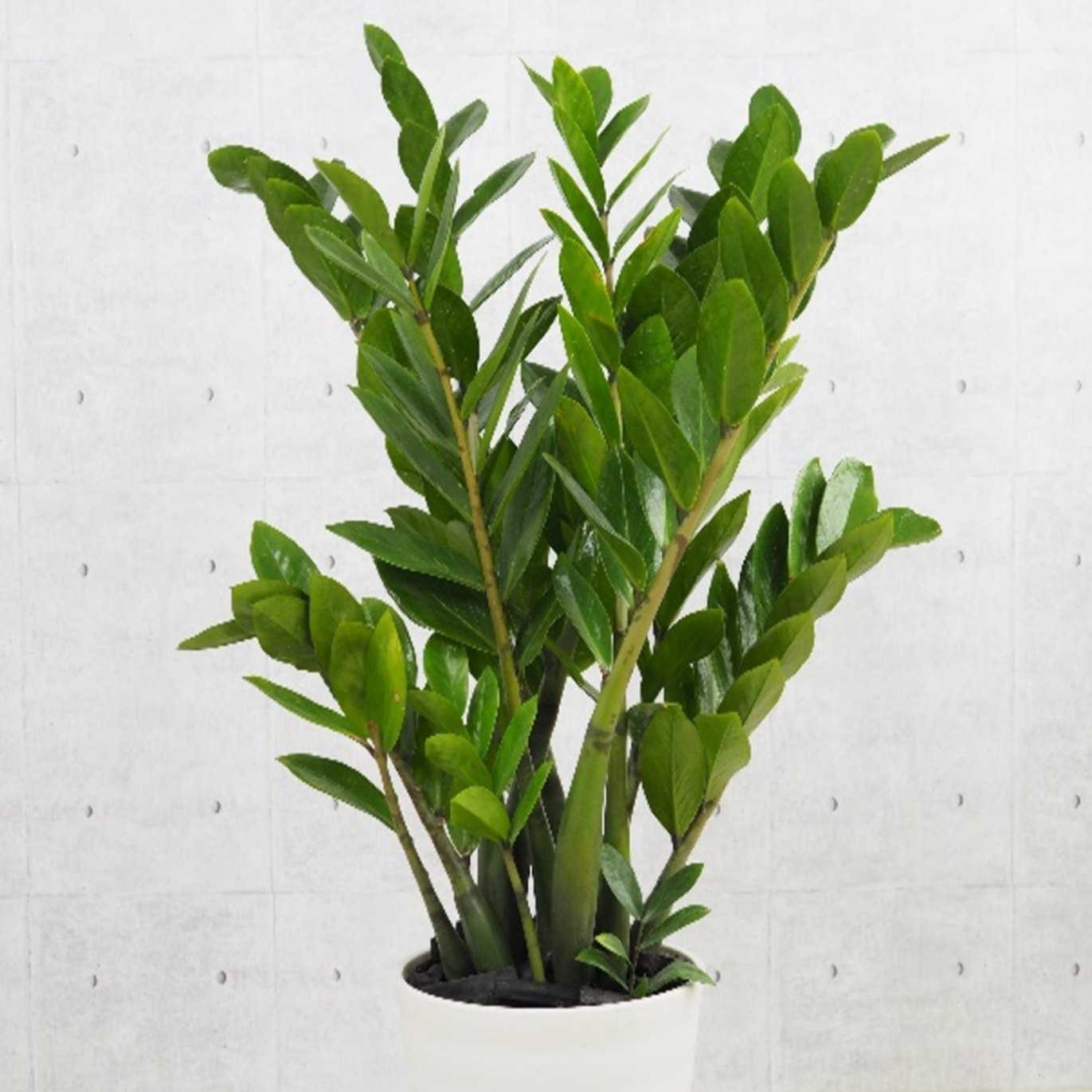 ゼ Plant ザミオクルカス・ザミフォリア 80cm ゼ Plant ザミオクルカス・ザミフォリア 80cm