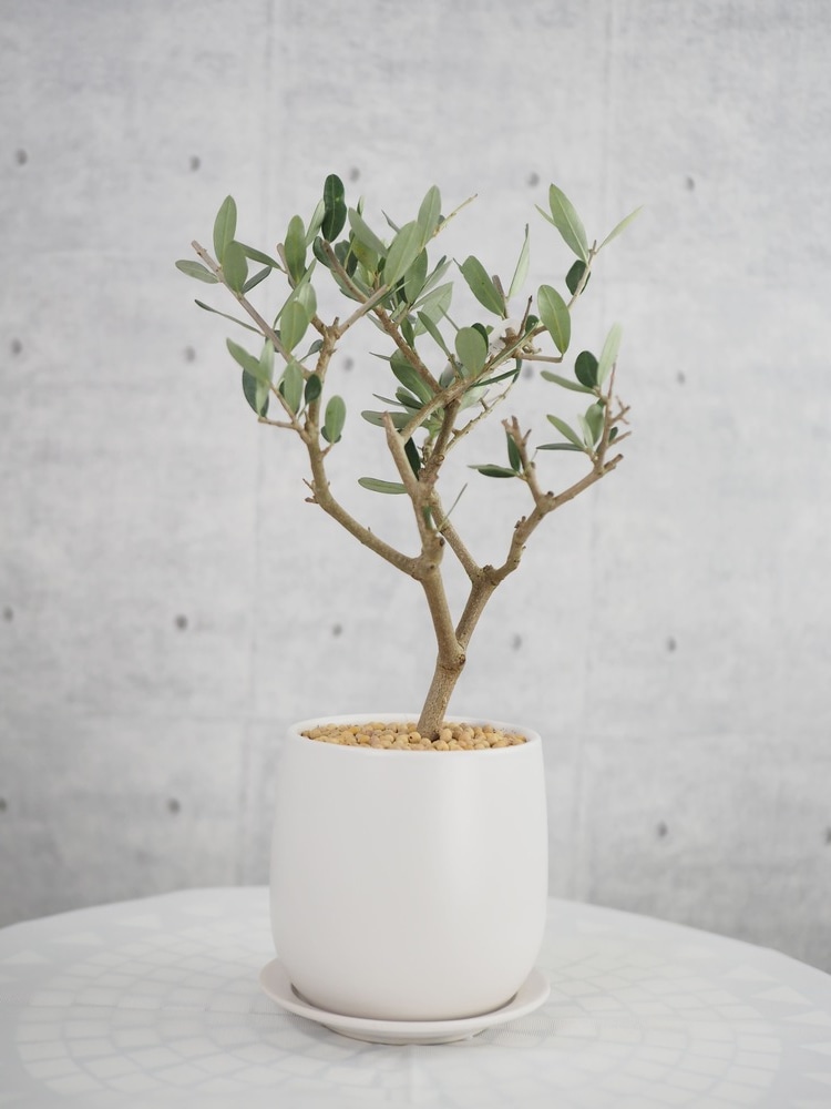 オリーブの植木鉢 約3m