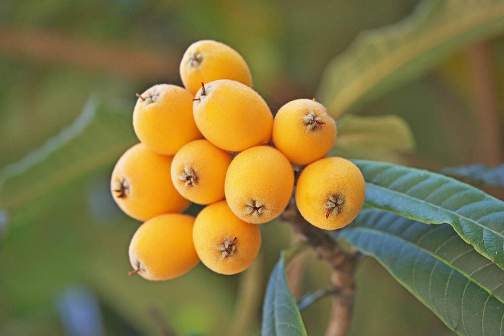 朝採り　樹齢百年枇杷の樹　自宅用 Amazon.co.jp: 枇杷(びわ)の苗木 品種：なつたより 13.5cmポット