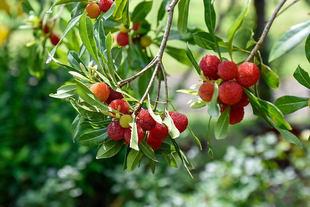 ヤマモモ(山桃) 「瑞光」 (ずいこう) 雌木 5号ポット苗 果樹 苗木 通販