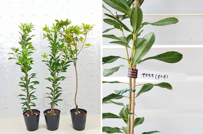 園芸ネット本店｜ヤマモモ（山桃）2種受粉樹セット：秀峰（しゅうほう