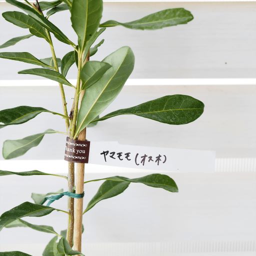 ヤマモモ(山桃) 雄木(オス) 受粉用 5号ポット苗 通販 greenery