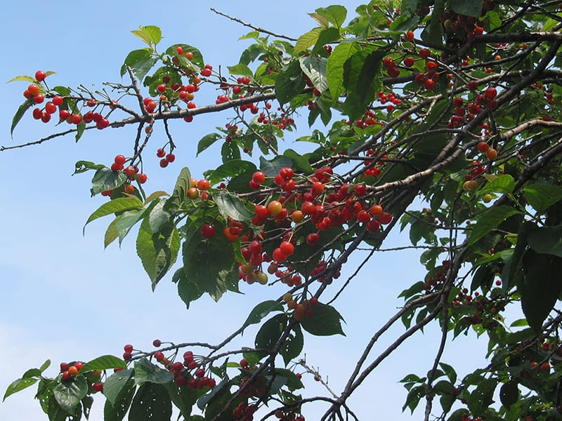 サクランボ 「暖地桜桃」 （だんちおうとう） 5号プラスチック鉢苗