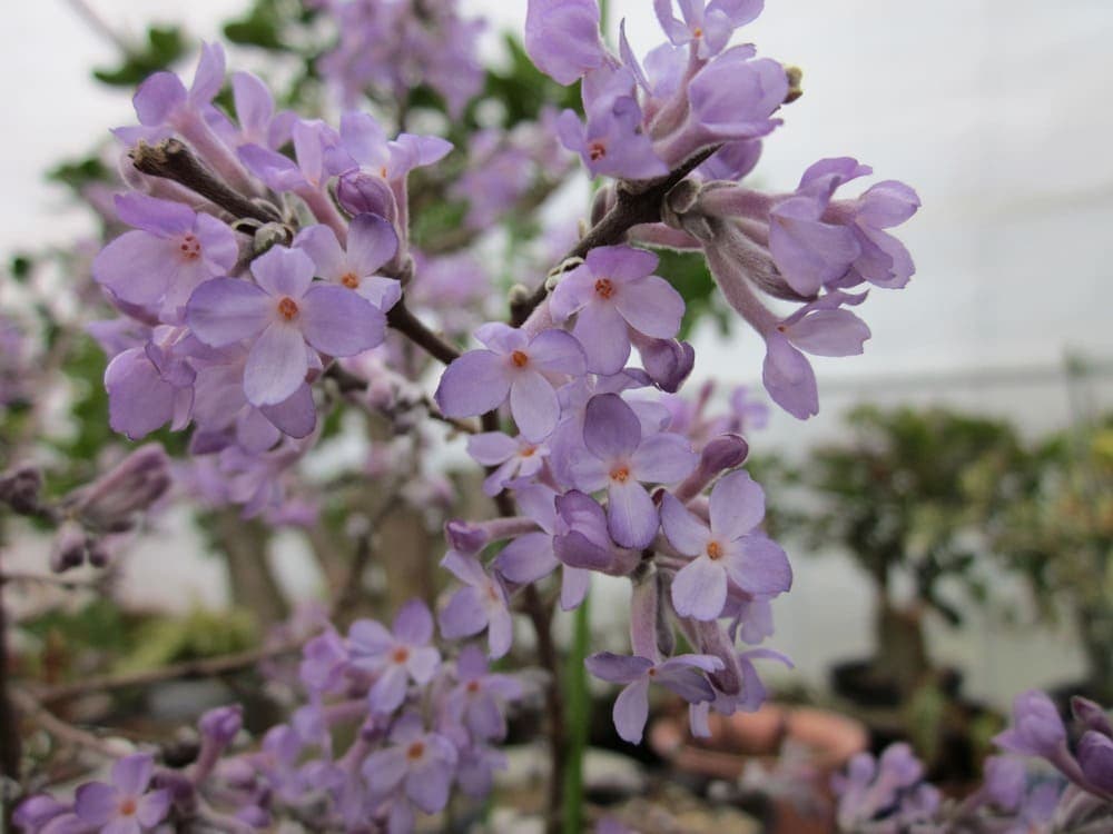 長寿桜（チョウジザクラ） 4号プラスチック鉢苗 花 植物 通販 greenery