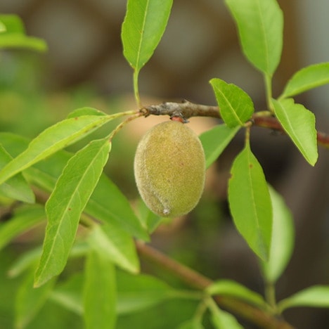 アーモンド 5号ポット接木苗 【送料無料】 観葉植物 通販 greenery