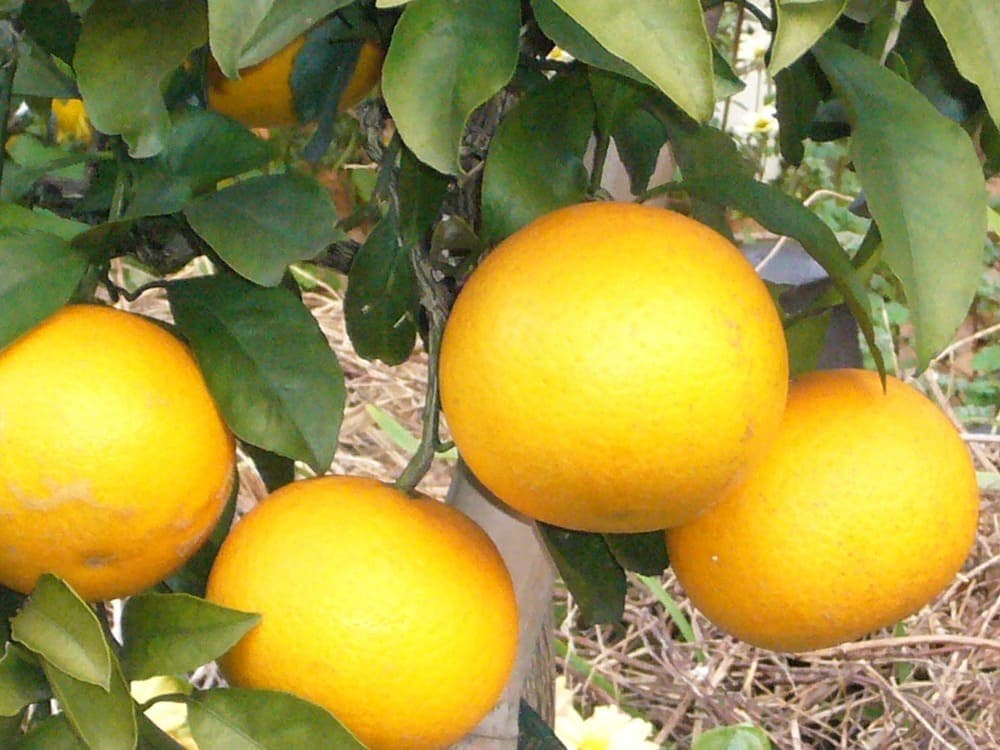 清見タンゴール蜜柑大苗木　レモンの横に♪ 清見タンゴール蜜柑苗木♪ レモンの横に ? ?^?-?^? ?^???^?*?