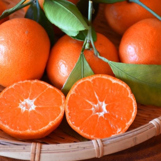 温州ミカン 「小原紅早生」 （おばらべにわせ） 接木苗 5号ポット苗木