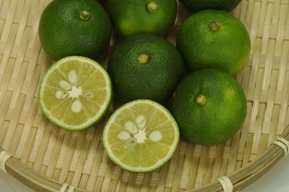 香酸柑橘 「スダチ」 接木苗 5号ポット苗木 【送料無料】