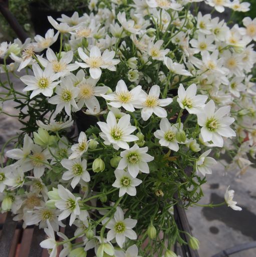 クレマチス<br>「カートマニージョー」<br>3.5号プラスチック鉢苗<br>