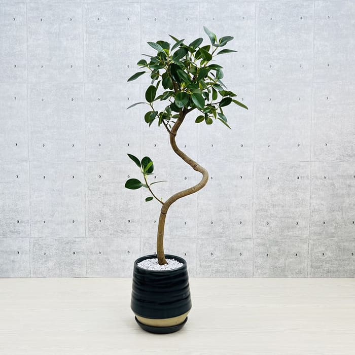 観葉植物 大型 フィカス フランスゴムの木 スタンド仕立て 陶器鉢
