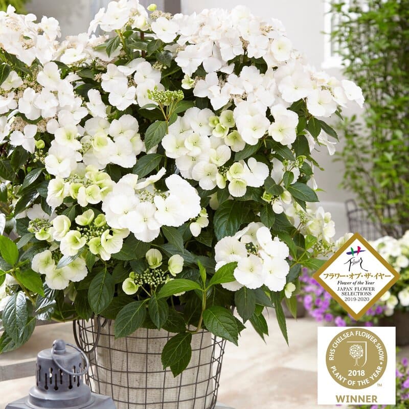スモークツリー 白花 4寸ポット苗 園芸 花木苗 通販 greenery
