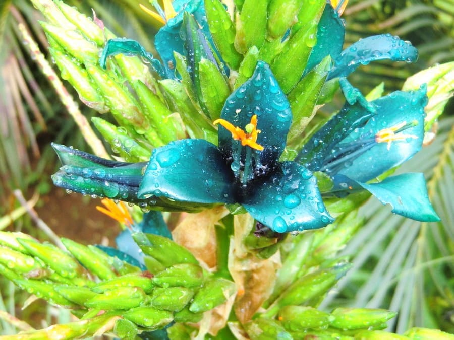 一点もの 希少な美花品種 プヤ・アルペストリス 10号 鉢植え 観葉植物