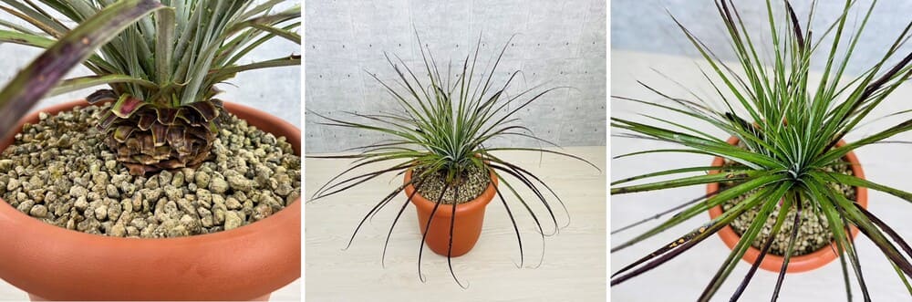 プヤ　アルペストリス　No.96 5分頭 プヤ アルペストリス No.96 5分頭 観葉植物