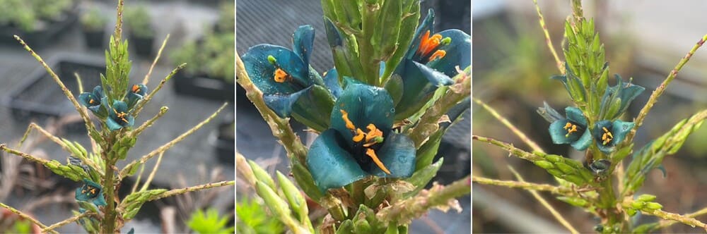 一点もの 希少な美花品種 プヤ・アルペストリス 10号 鉢植え 観葉植物