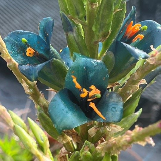 エコメルカリ便 プヤ アルペストリス 多頭 希少な美花品種 10号鉢 一点