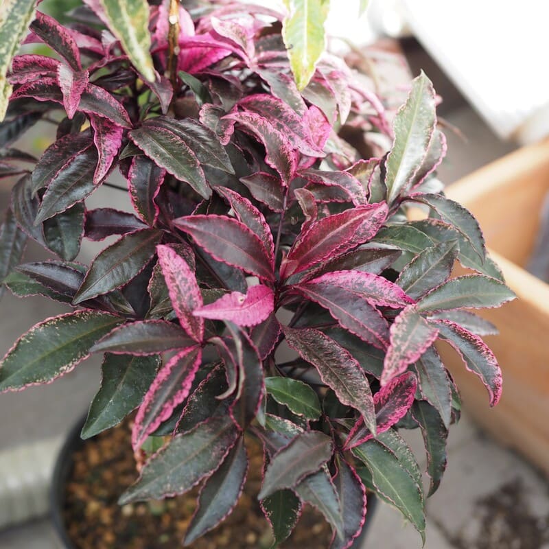 万両（マンリョウ）<br>「紅孔雀」<br>15ｃｍプラスチック鉢苗<br>【登録品種】<br>【品種登録番号：15380】