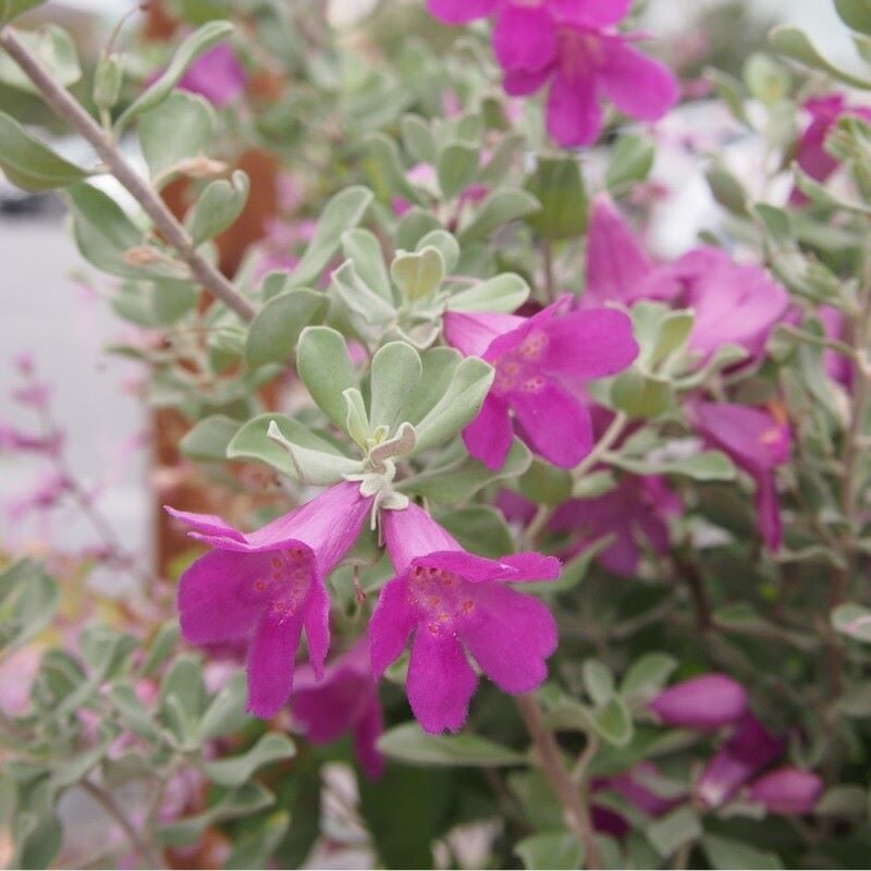 レウコフィルム<br>10号プラスチック鉢