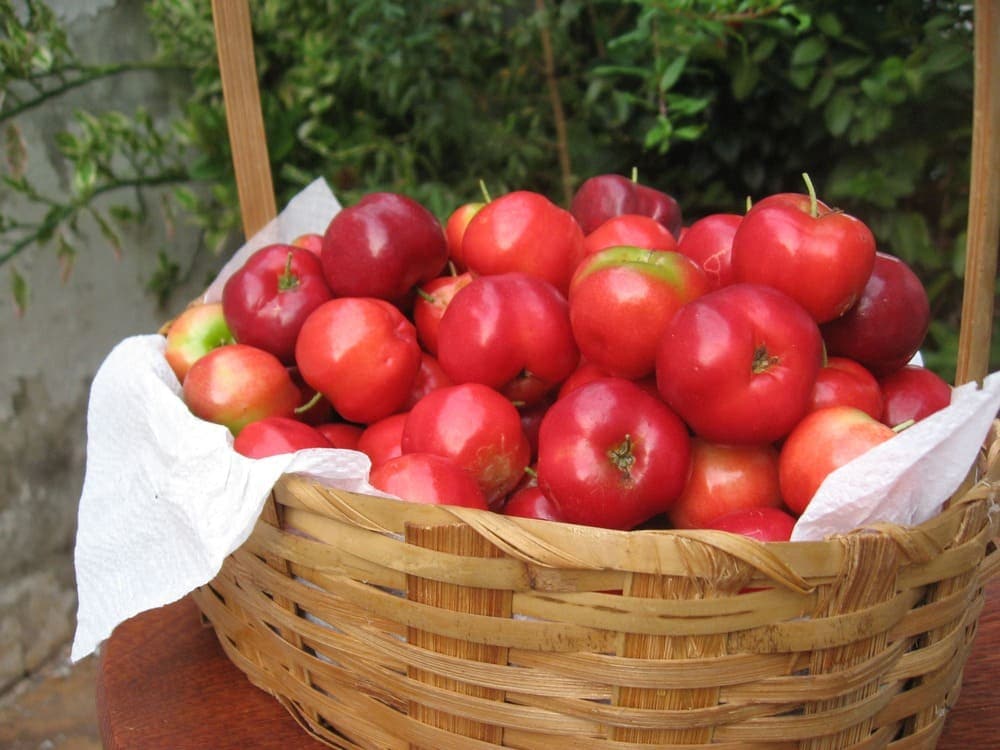 mo taアセロラ アセロラT.Y.M. （ティーワイエム）3.5号ポット の通販 | 園芸ネット