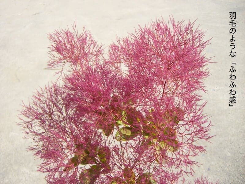 スモークツリー 赤花 8号 プラスチック鉢 1点もの 園芸 ガーデニング