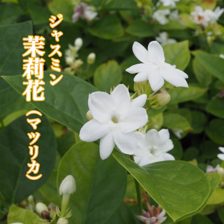 ジャスミン<br>茉莉花（マツリカ）<br>12cmプラスチック鉢
