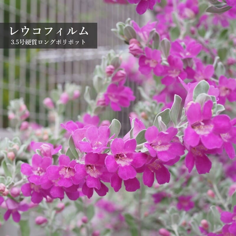 レウコフィルム<br>3.5号（10.5㎝）硬質ロングポリポット