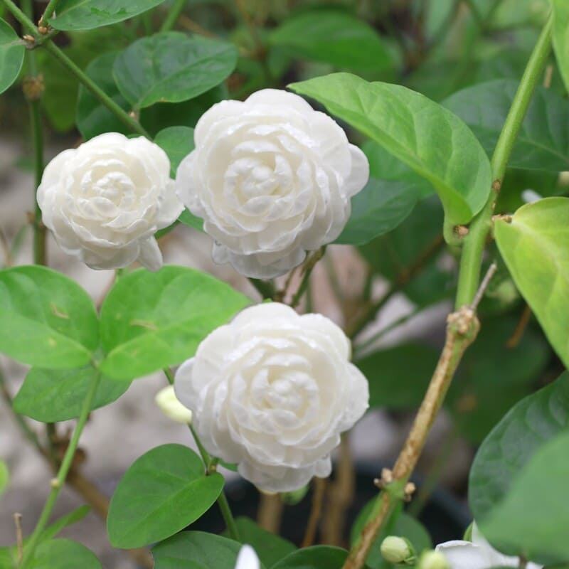 ジャスミン adidas ZX 8000 “Ice Mint” First Look - JustFreshKicks