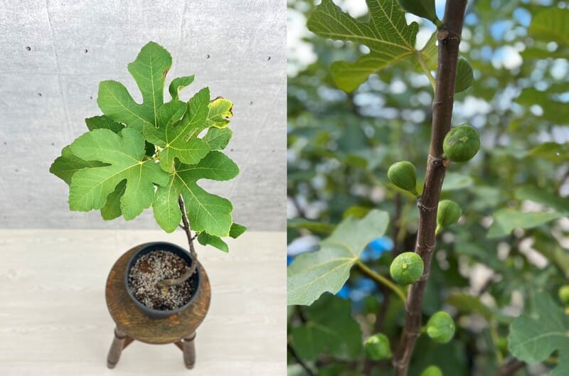 イチジク苗木 「 SICILIANO 」N-5 イチジク苗木 「 SICILIANO 」N-5