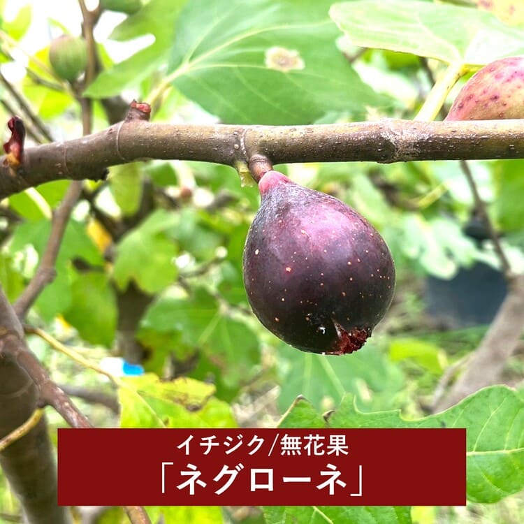 イチジク 「ネグローネ」 5号イタリアナーセリーポット 通販 greenery