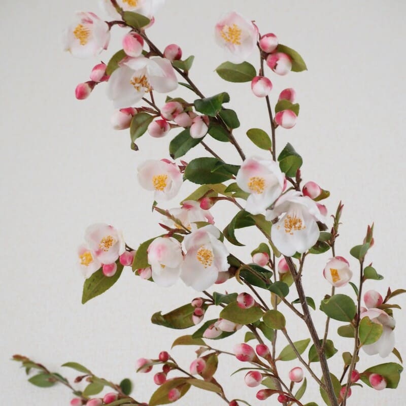 現品 椿 エリナ 椿【エリナ】苗木 種苗登録品種 - メルカリ