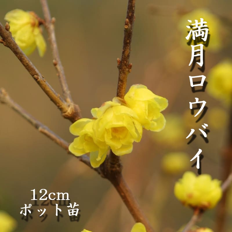ロウバイ 商品一覧 観葉植物・果樹苗の通販ならgreenery(グリーナリー)
