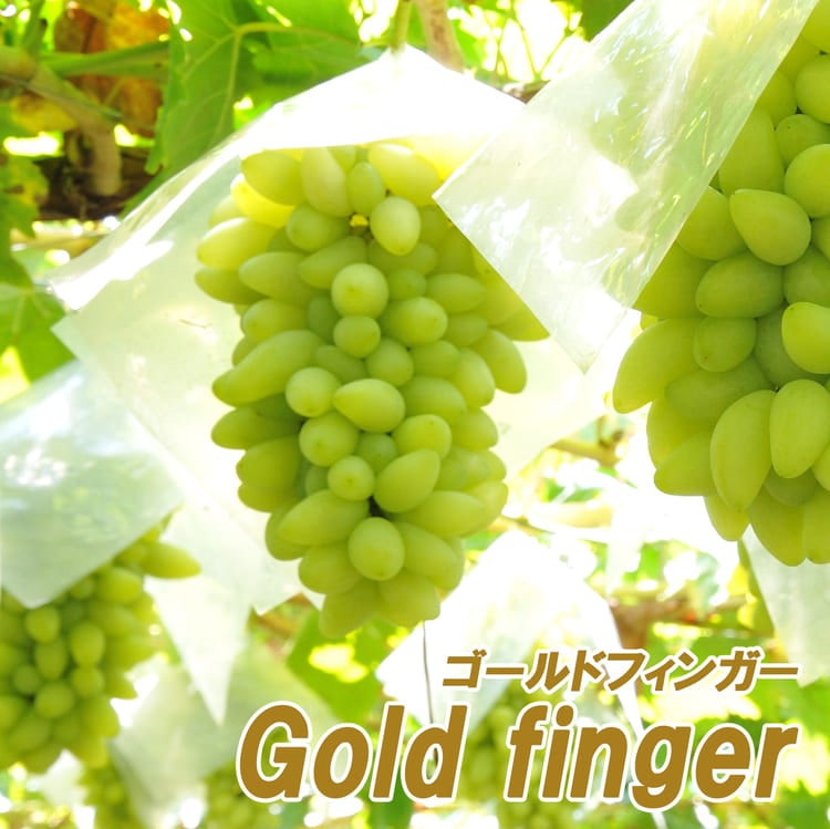 ぶどう<br>「ゴールドフィンガー」<br>挿木苗<br>10.5ｃｍポット苗