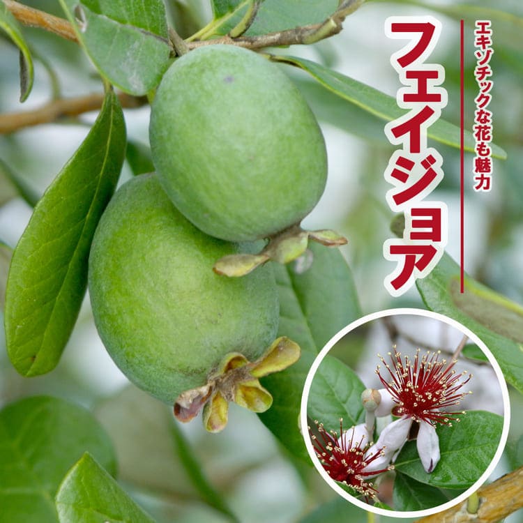 フェイジョア<br>5号鉢植え<br>実生苗