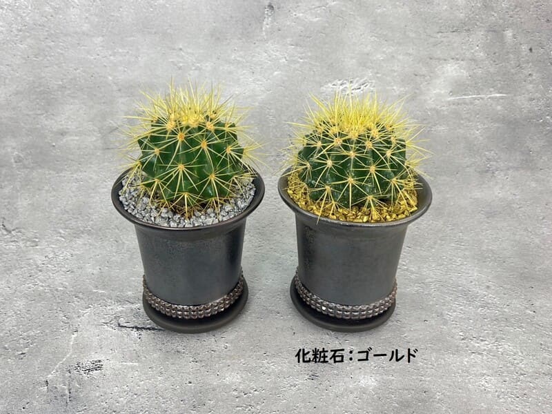 Junichi Fujiwara サボテン 金鯱　 直径約30から32cm Junichi Fujiwara サボテン 金鯱 直径約30から32cm 発根済】30cm