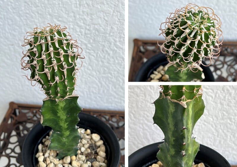 ユーフォルビア コルムナリス 接木 4号プラ鉢 園芸 通販 greenery