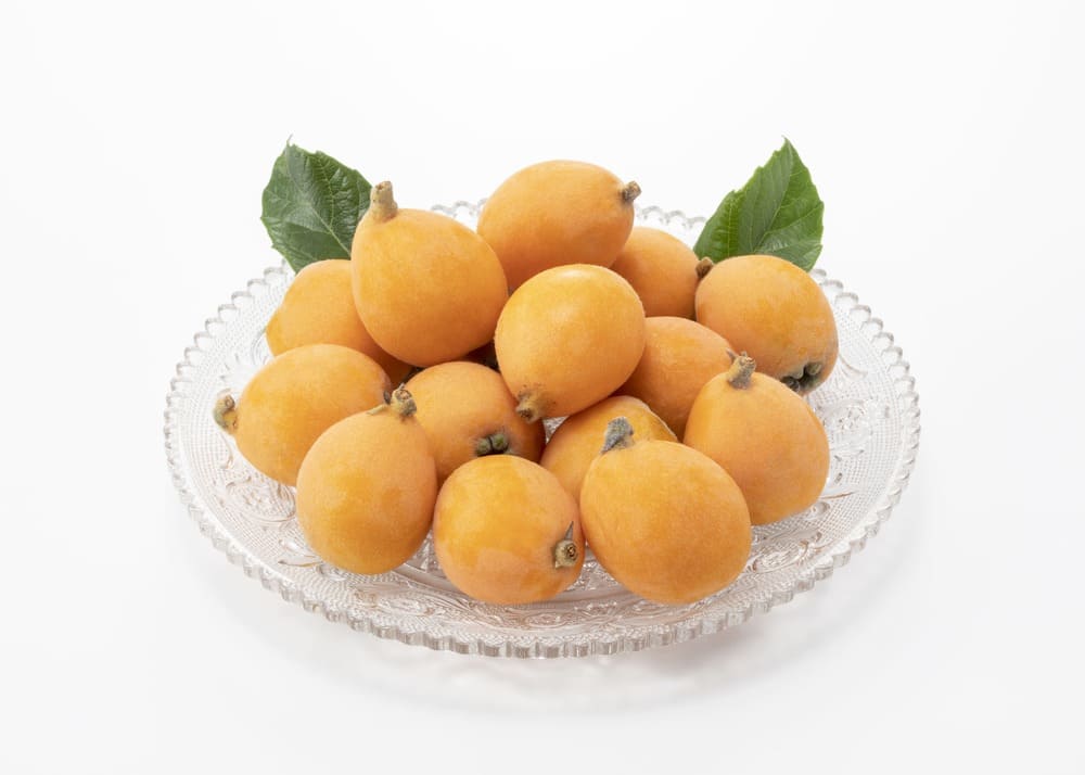 びわ「なつたより」 5号ナーセリーポット苗 ビワ 枇杷 苗木 果樹 通販