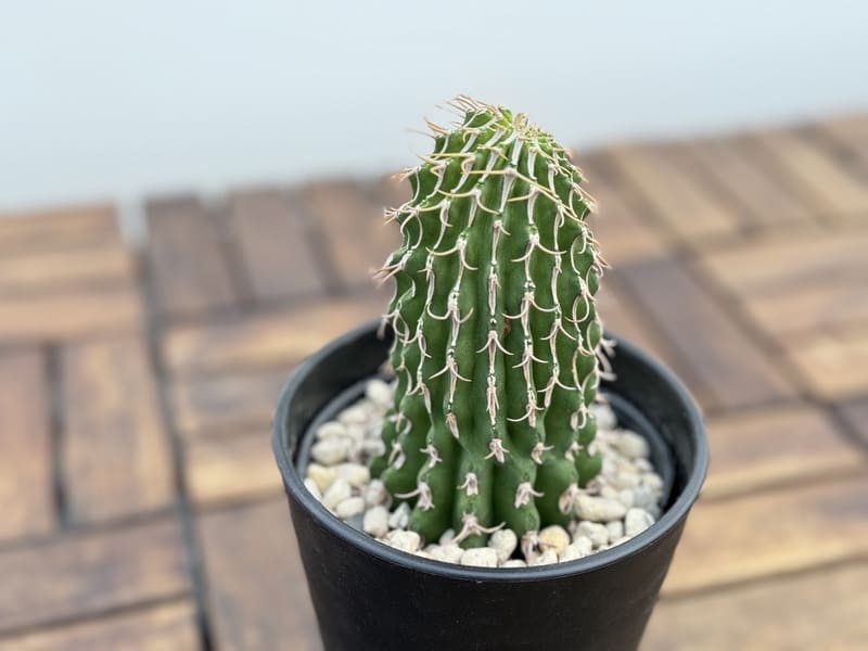 ユーフォルビア コルムナリス 接木おろし 4号プラ鉢 園芸 通販 greenery