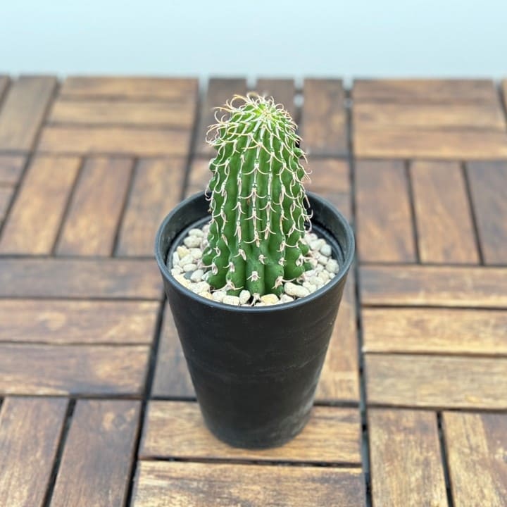 ユーフォルビア コルムナリス 接木おろし 4号プラ鉢 園芸 通販 greenery