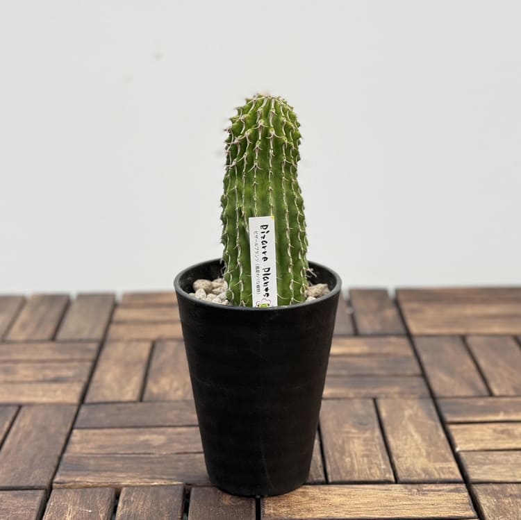 ユーフォルビア コルムナリス 接木おろし 4号プラ鉢 園芸 通販 greenery