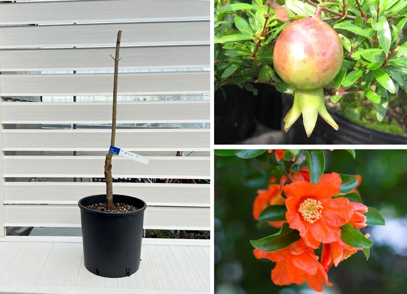 ザクロ（石榴） 6号ナーセリーポット 果樹苗 通販 greenery