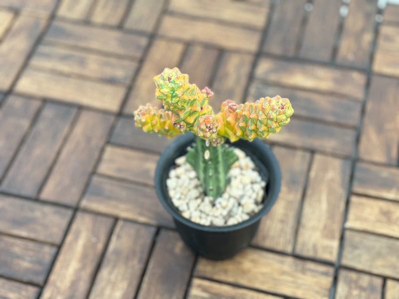 モナデニウム リチェイ 接木 4号プラ鉢 多肉植物 通販 greenery