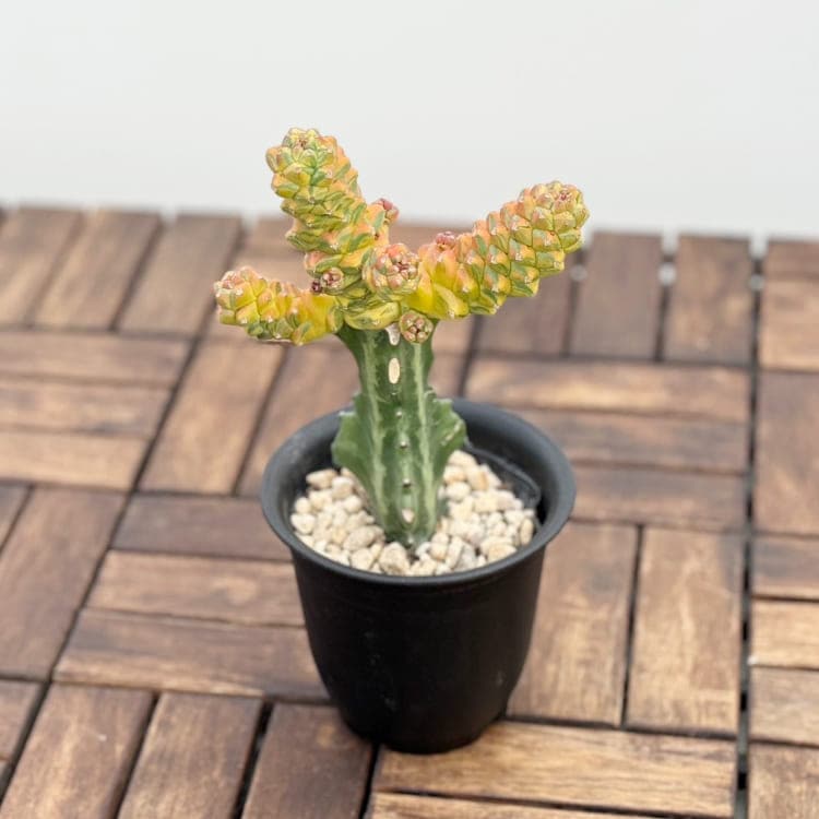 モナデニウム リチェイ 接木 4号プラ鉢 多肉植物 通販 greenery