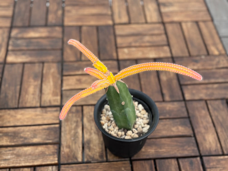 サボテン 「大輪柱錦」 接木 4号プラ鉢 観葉植物 通販 greenery
