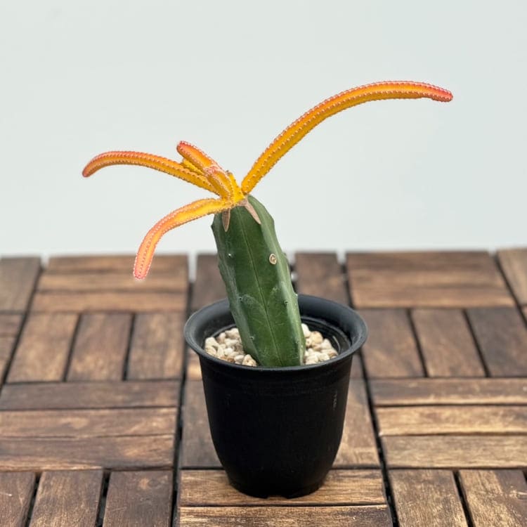サボテン 「大輪柱錦」 接木 4号プラ鉢 観葉植物 通販 greenery