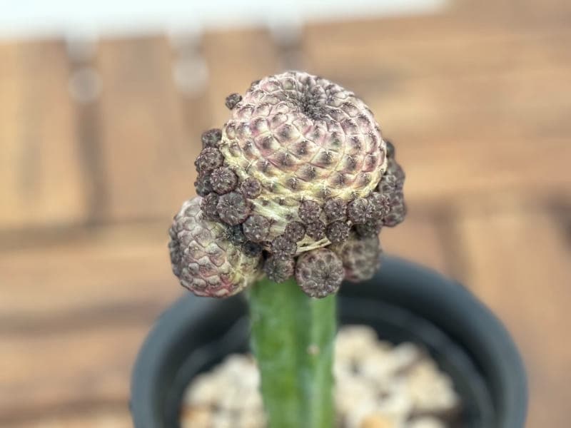 サボテン 「スルコレブチア・ラウシー」 接木 4号プラ鉢 観葉植物 通販