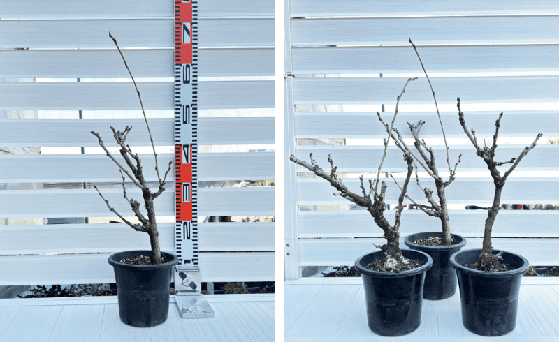 【現品】盆栽 大苗 藤 一才藤の苗 花見 ９号鉢　Ａ 現品】盆栽 大苗 藤 一才藤の苗 花見 9号鉢 A