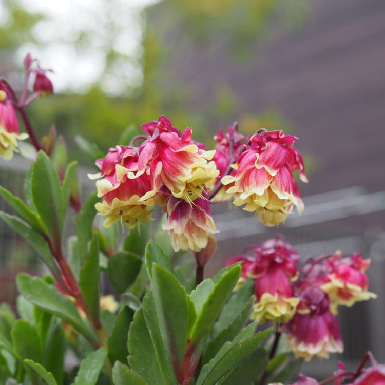 カランコエ（八重咲ウェンディ）<br>「サニーデイ」<br>3号深ポット苗