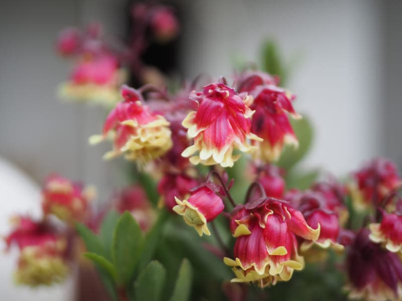 カラテア　苗　花卉園　観葉植物 6174b3c56361d216a5ecded69e2432